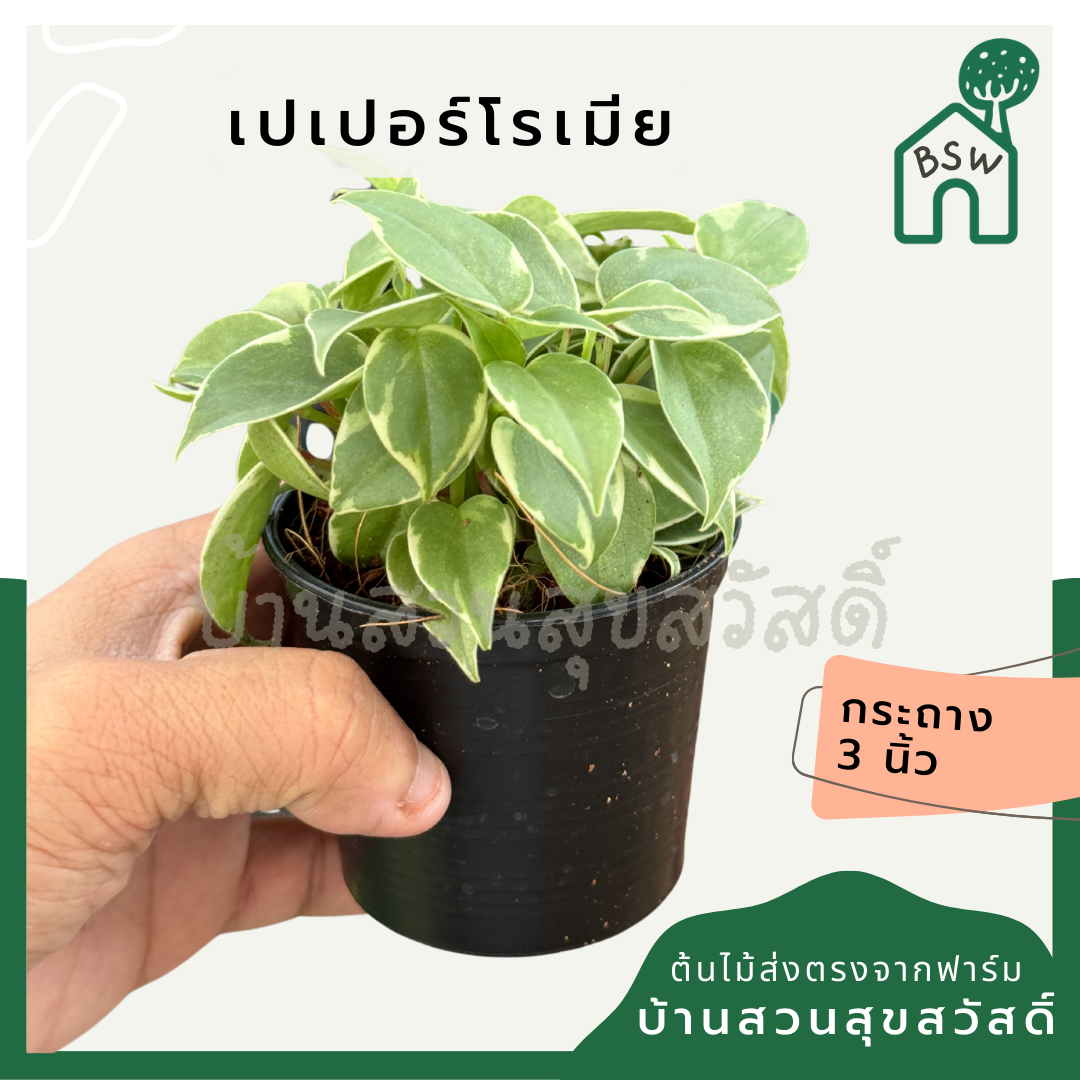 เปเปอร์โรเมียด่าง ส่งพร้อมกระถาง 3 นิ้ว