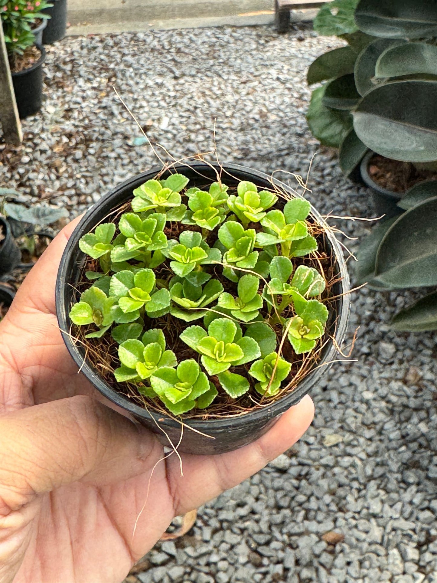 กระดุมทอง ส่งพร้อมกระถาง 3 นิ้ว