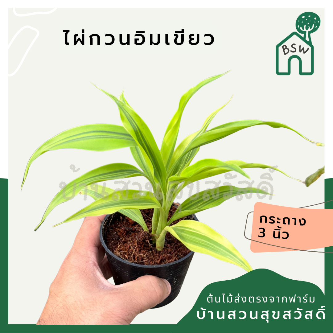 ไผ่กวนอิมเขียว ส่งพร้อมกระถาง 3 นิ้ว