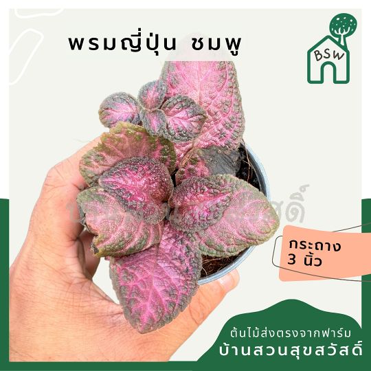 พรมญี่ปุ่นชมพู ส่งพร้อมกระถาง 3 นิ้ว