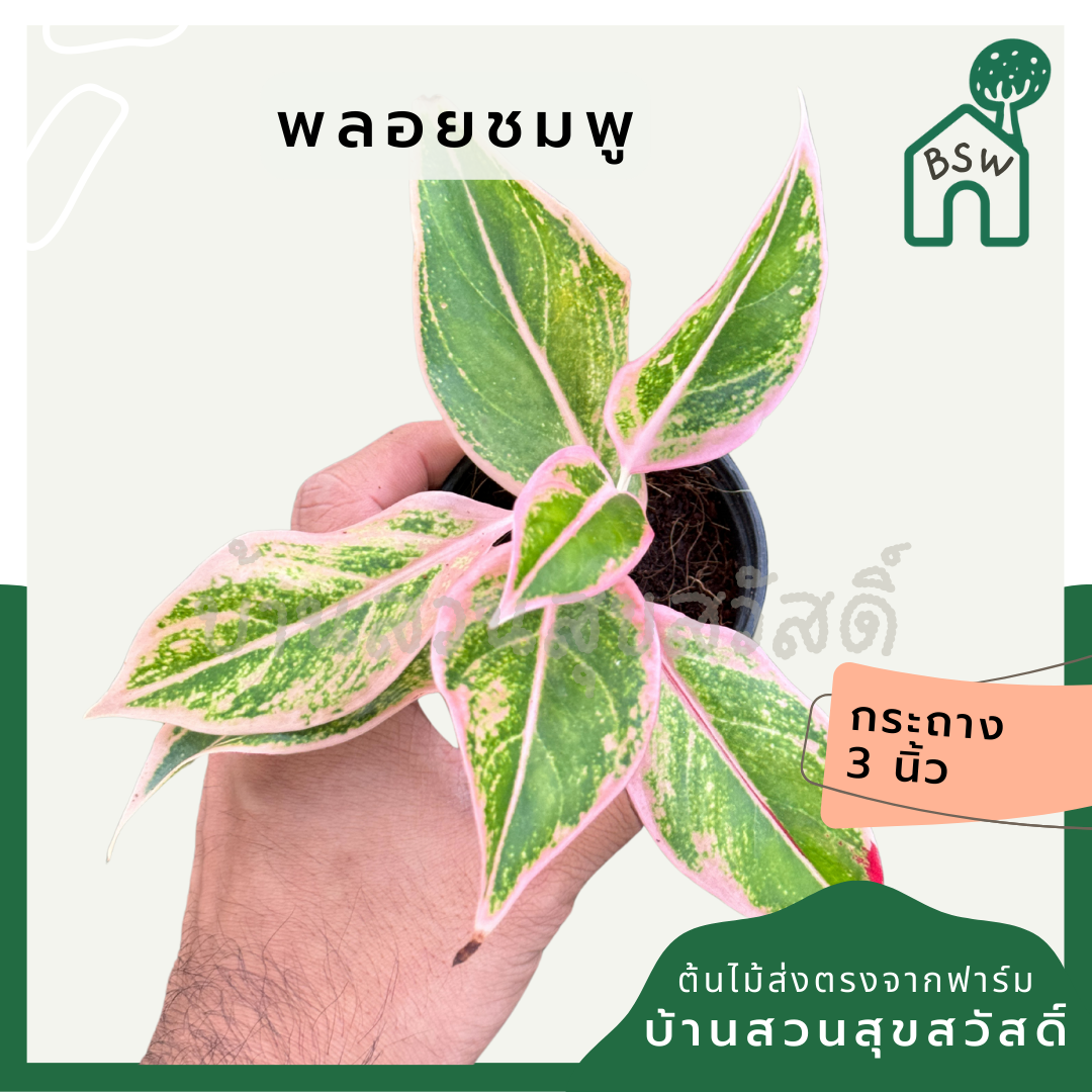 พลอยชมพู ส่งพร้อมกระถาง 3 นิ้ว