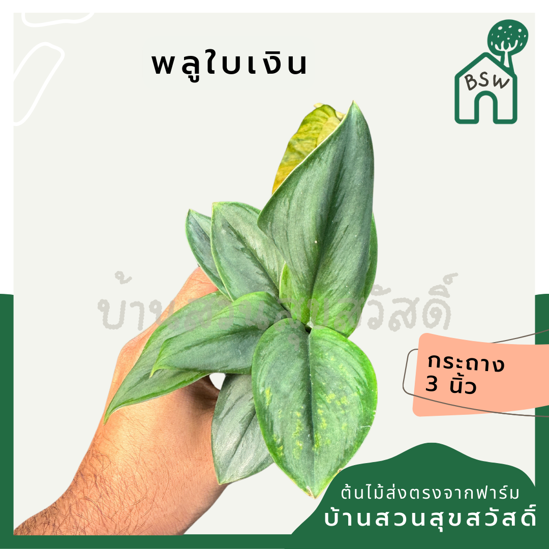 พลูใบเงิน ส่งพร้อมกระถาง 3 นิ้ว