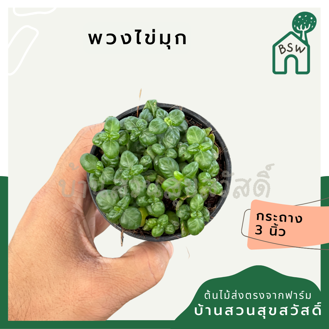 พวงไข่มุก ส่งพร้อมกระถาง 3 นิ้ว