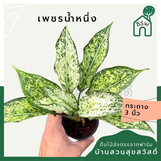 เพชรน้ำหนึ่ง ส่งพร้อมกระถาง 3 นิ้ว