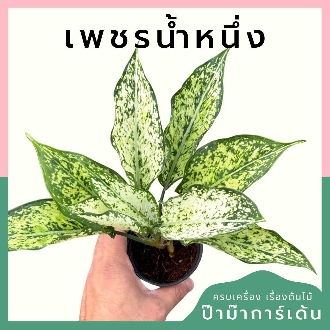 เพชรน้ำหนึ่ง ส่งพร้อมกระถาง 3 นิ้ว