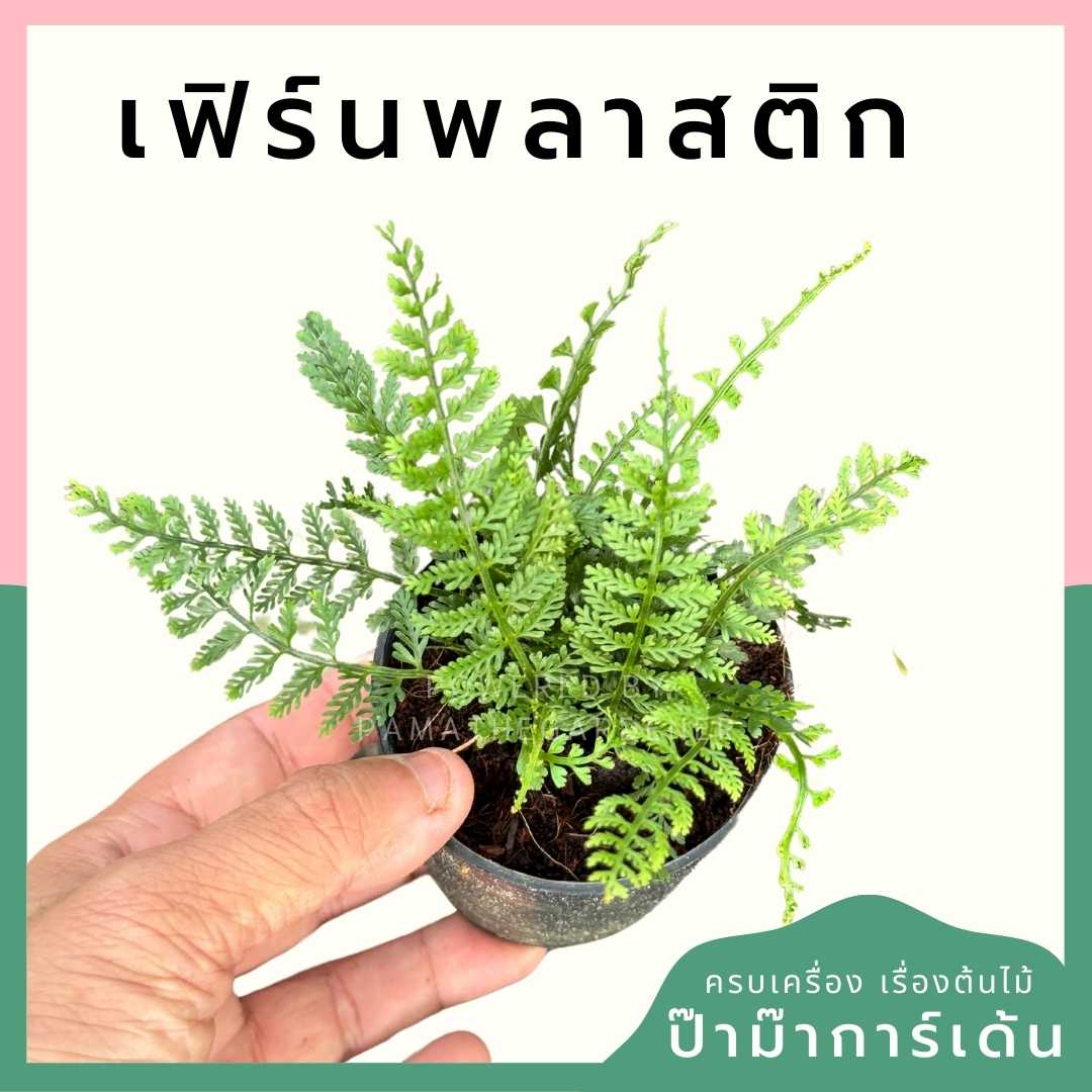 เฟิร์นพลาสติก ส่งพร้อมกระถาง 3 นิ้ว