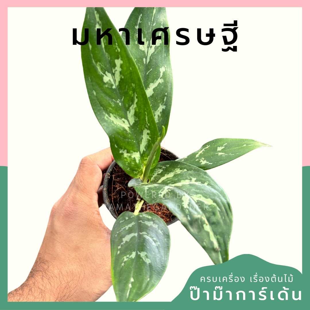 มหาเศรษฐี ส่งพร้อมกระถาง 3 นิ้ว