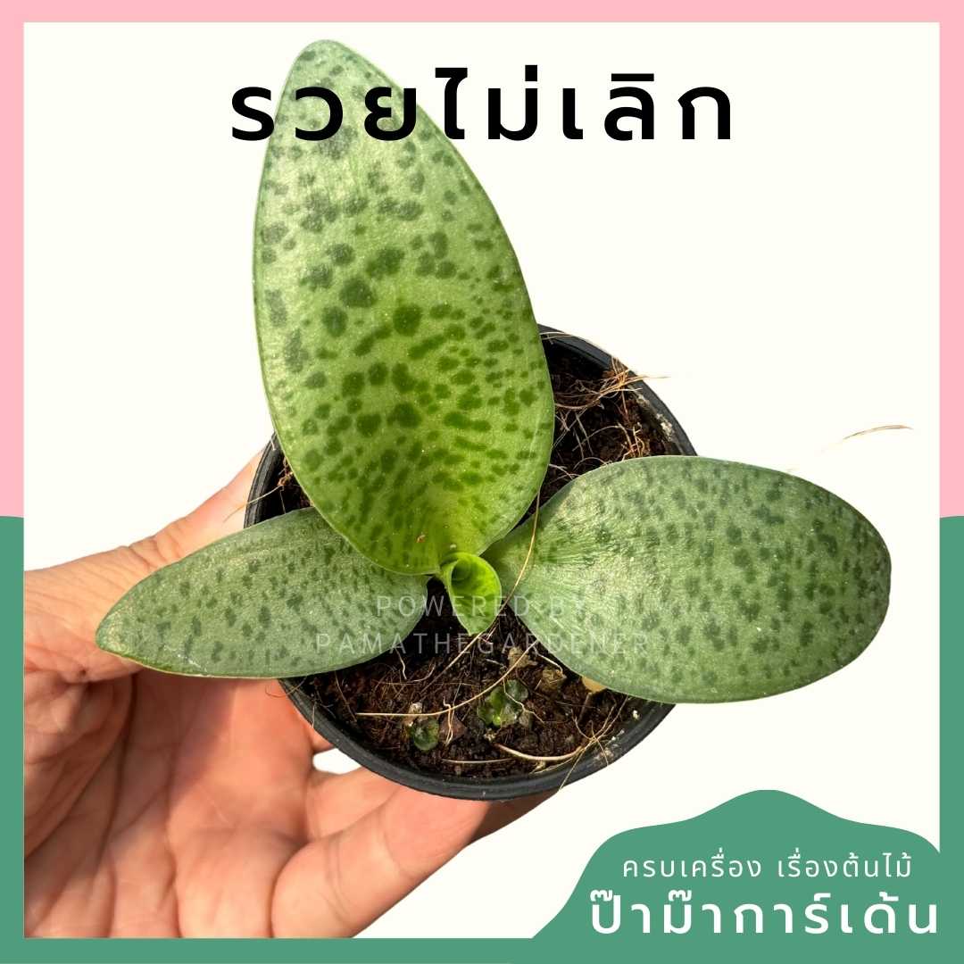 รวยไม่เลิก ส่งพร้อมกระถาง 3 นิ้ว