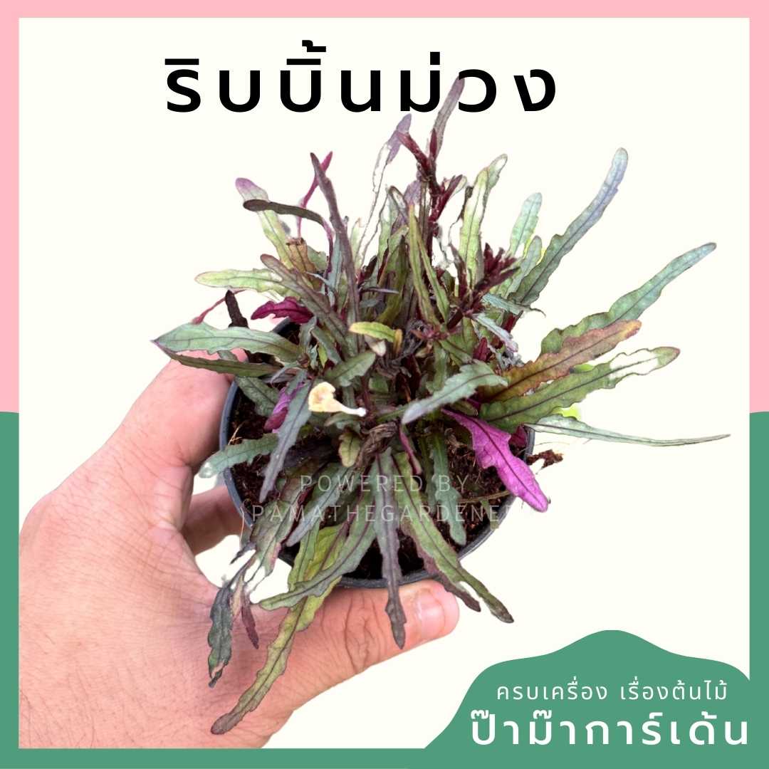 ริบบิ้นม่วง ส่งพร้อมกระถาง 3 นิ้ว