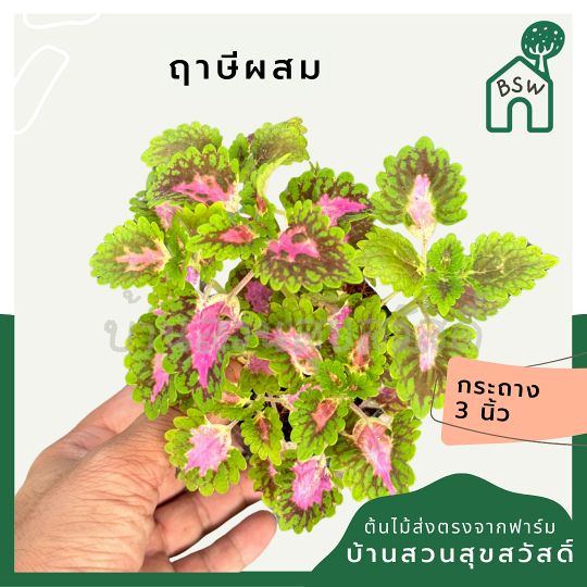 ฤาษีผสม ส่งพร้อมกระถาง 3 นิ้ว