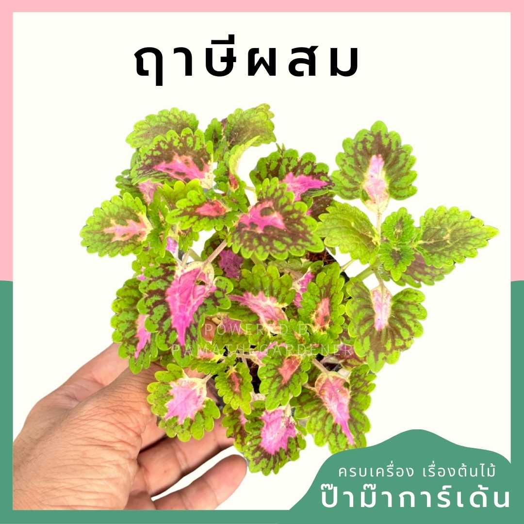 ฤาษีผสม ส่งพร้อมกระถาง 3 นิ้ว