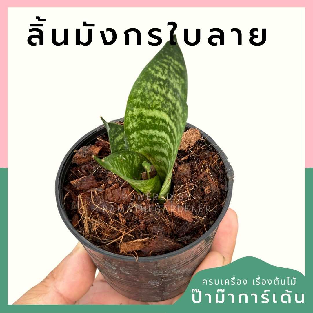 ลิ้นมังกรลาย ส่งพร้อมกระถาง 3 นิ้ว
