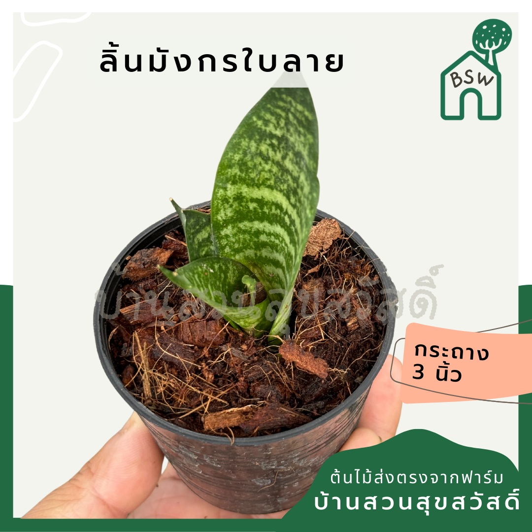 ลิ้นมังกรลาย ส่งพร้อมกระถาง 3 นิ้ว