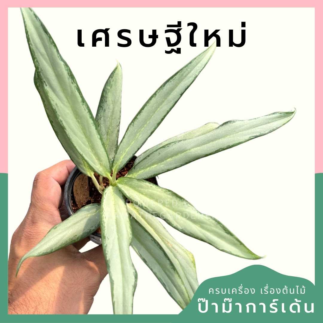 เศรษฐีใหม่ ส่งพร้อมกระถาง 3 นิ้ว