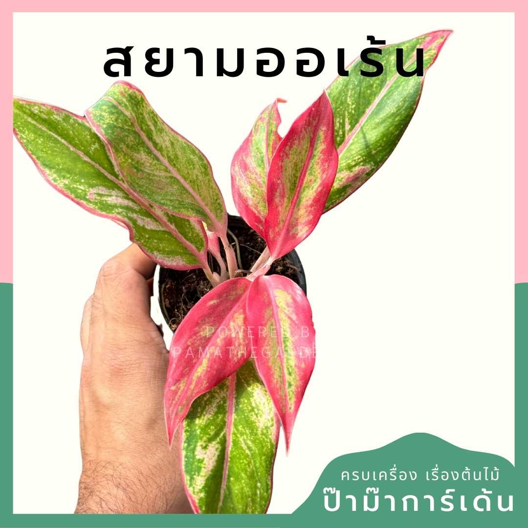 สยามออเร้น ส่งพร้อมกระถาง 3 นิ้ว