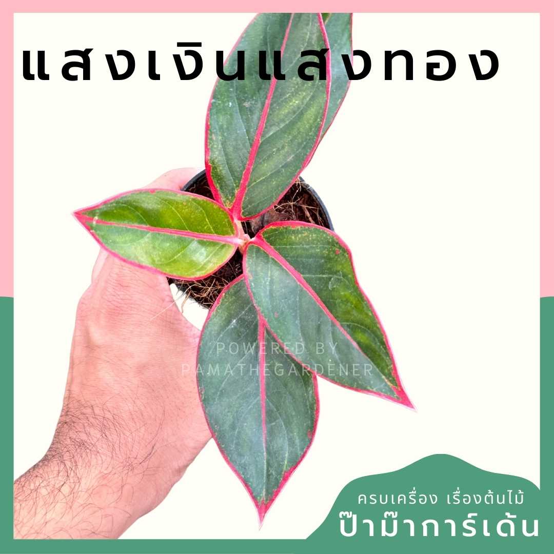 แสงเงินแสงทอง ส่งพร้อมกระถาง 3 นิ้ว