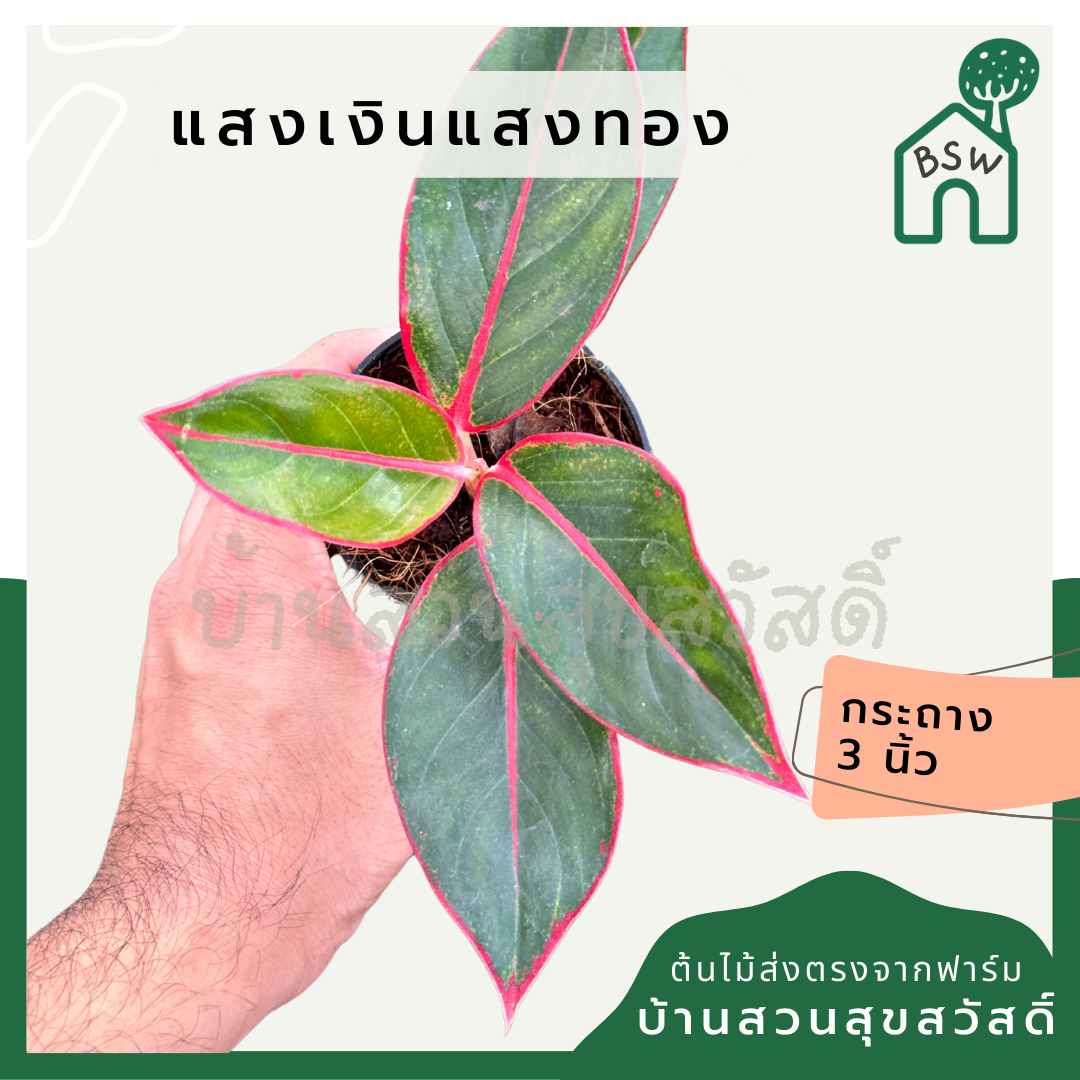 แสงเงินแสงทอง ส่งพร้อมกระถาง 3 นิ้ว