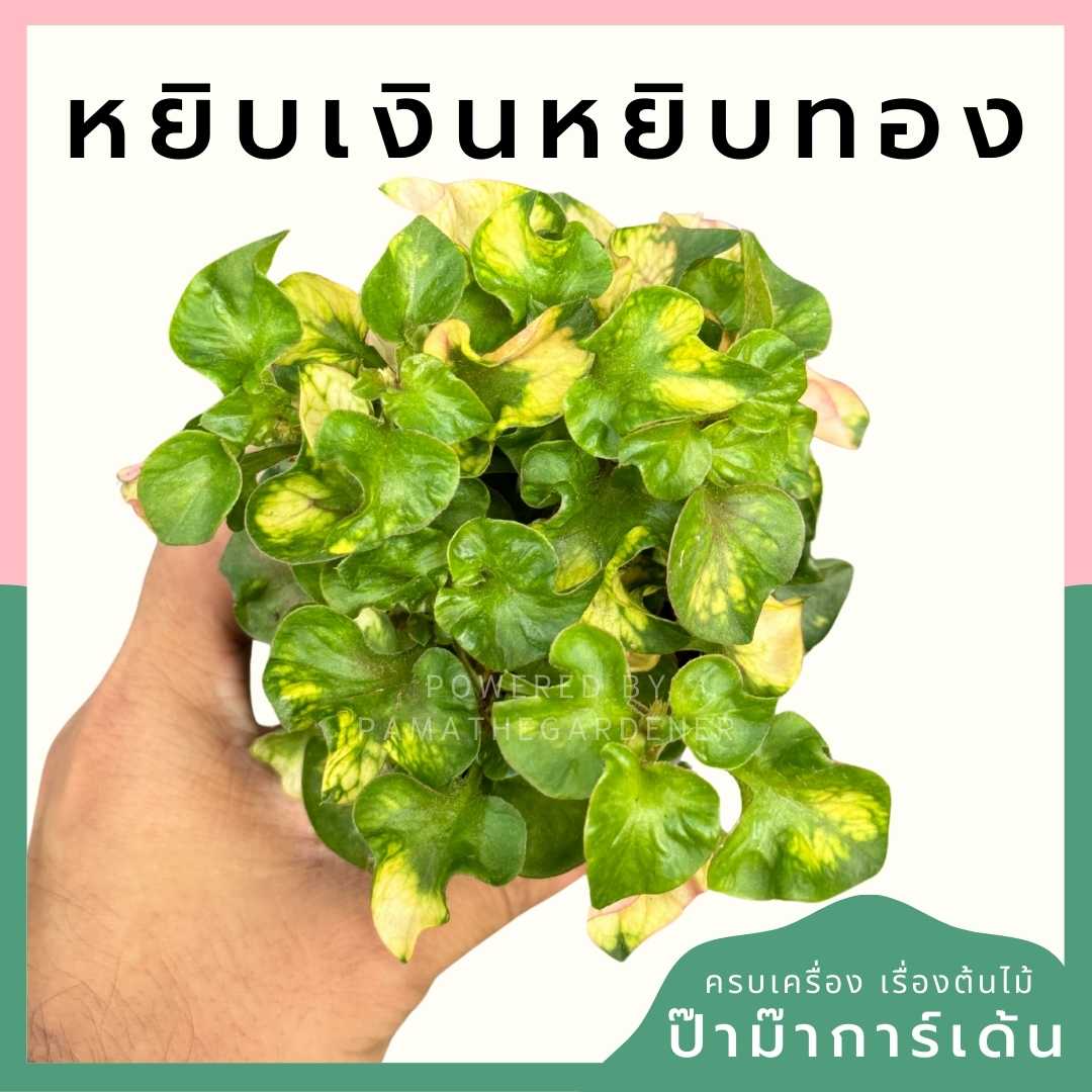 หยิบเงินหยิบทอง ส่งพร้อมกระถาง 3 นิ้ว