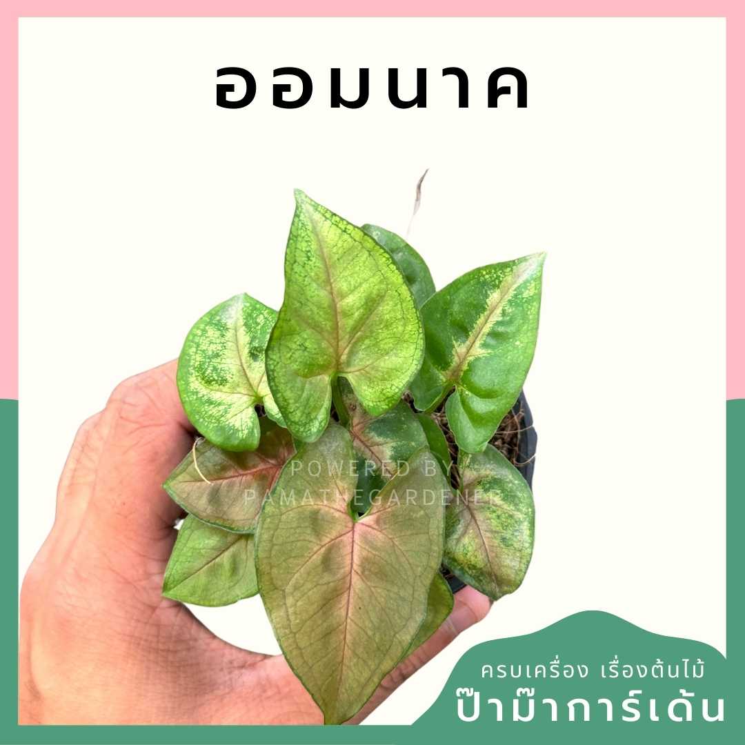 ออมนาค ส่งพร้อมกระถาง 3 นิ้ว