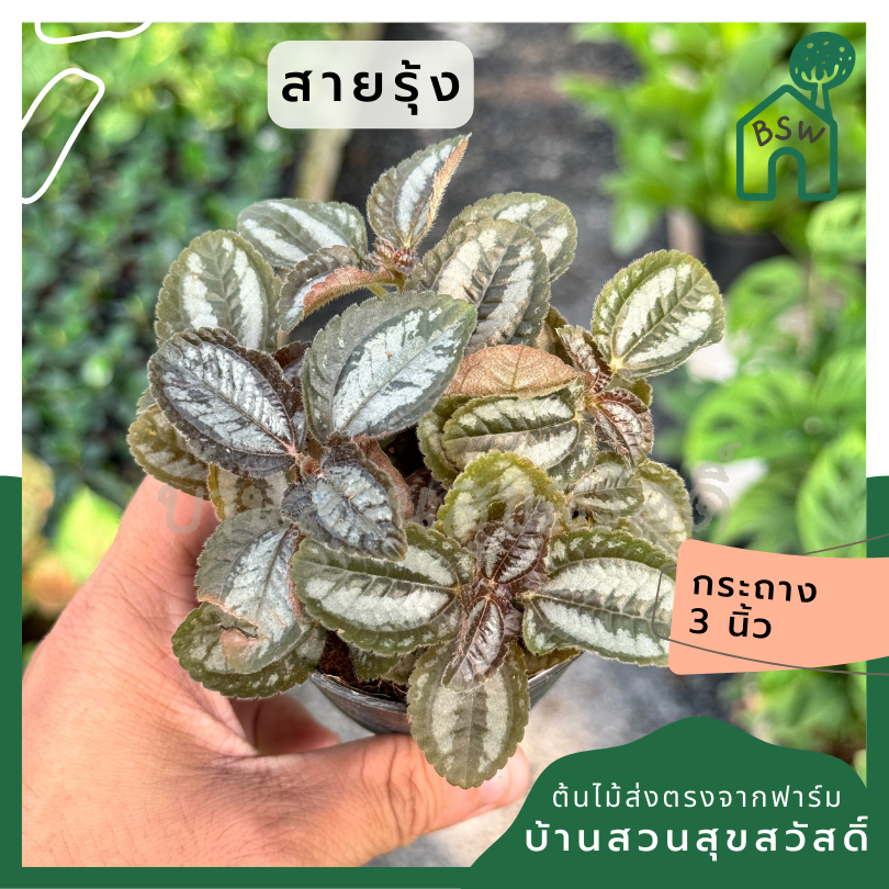 ต้นสายรุ้ง กระถาง 3 นิ้ว