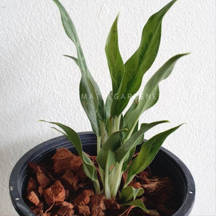 เงินเงิน อโกลนีม่า ส่งพร้อมกระถาง 11 นิ้ว