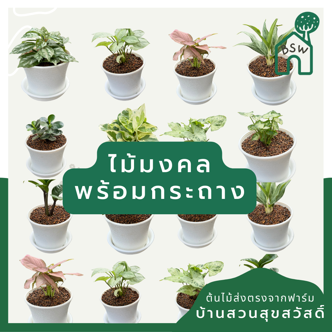 ต้นไม้พร้อมตั้ง ต้นไม้มงคล ใส่กระถางพลาสติกสีขาว