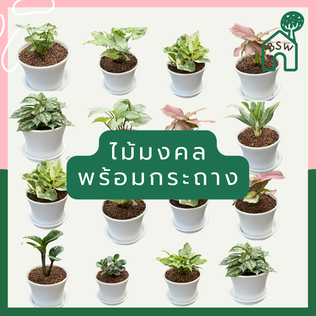 ต้นไม้พร้อมตั้ง ต้นไม้มงคล ใส่กระถางพลาสติกสีขาว