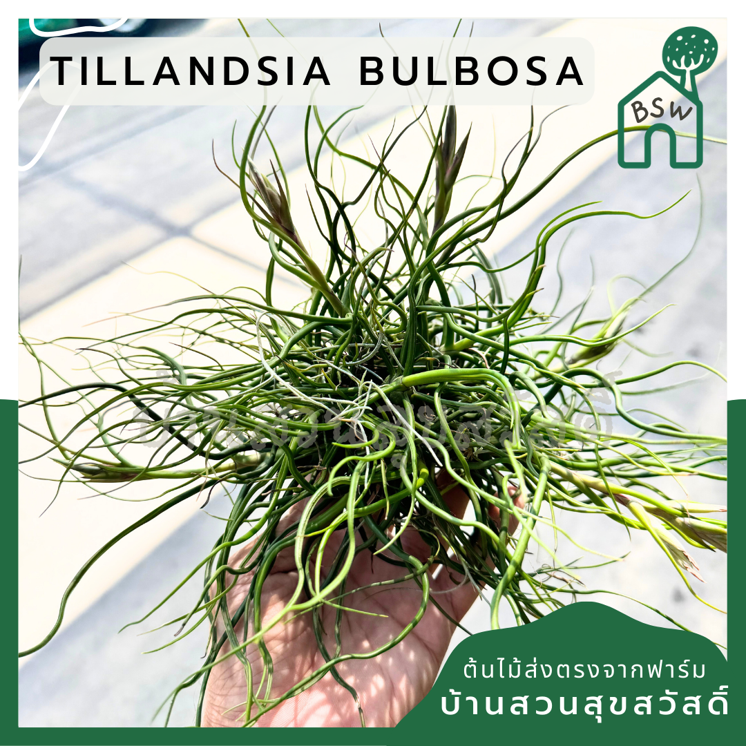 ทิลแลนด์เซีย บัลโบซ่า Tillandsia bulbosa