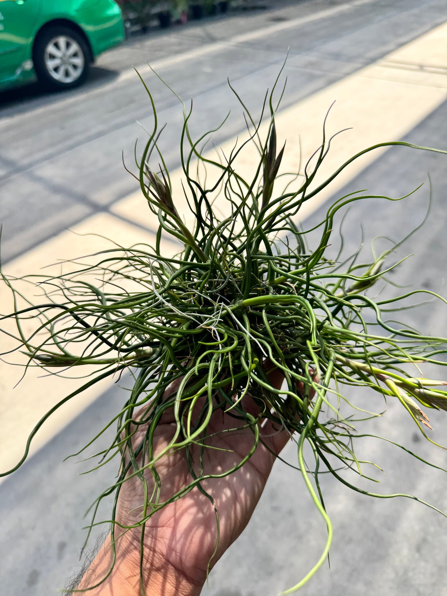 ทิลแลนด์เซีย บัลโบซ่า Tillandsia bulbosa