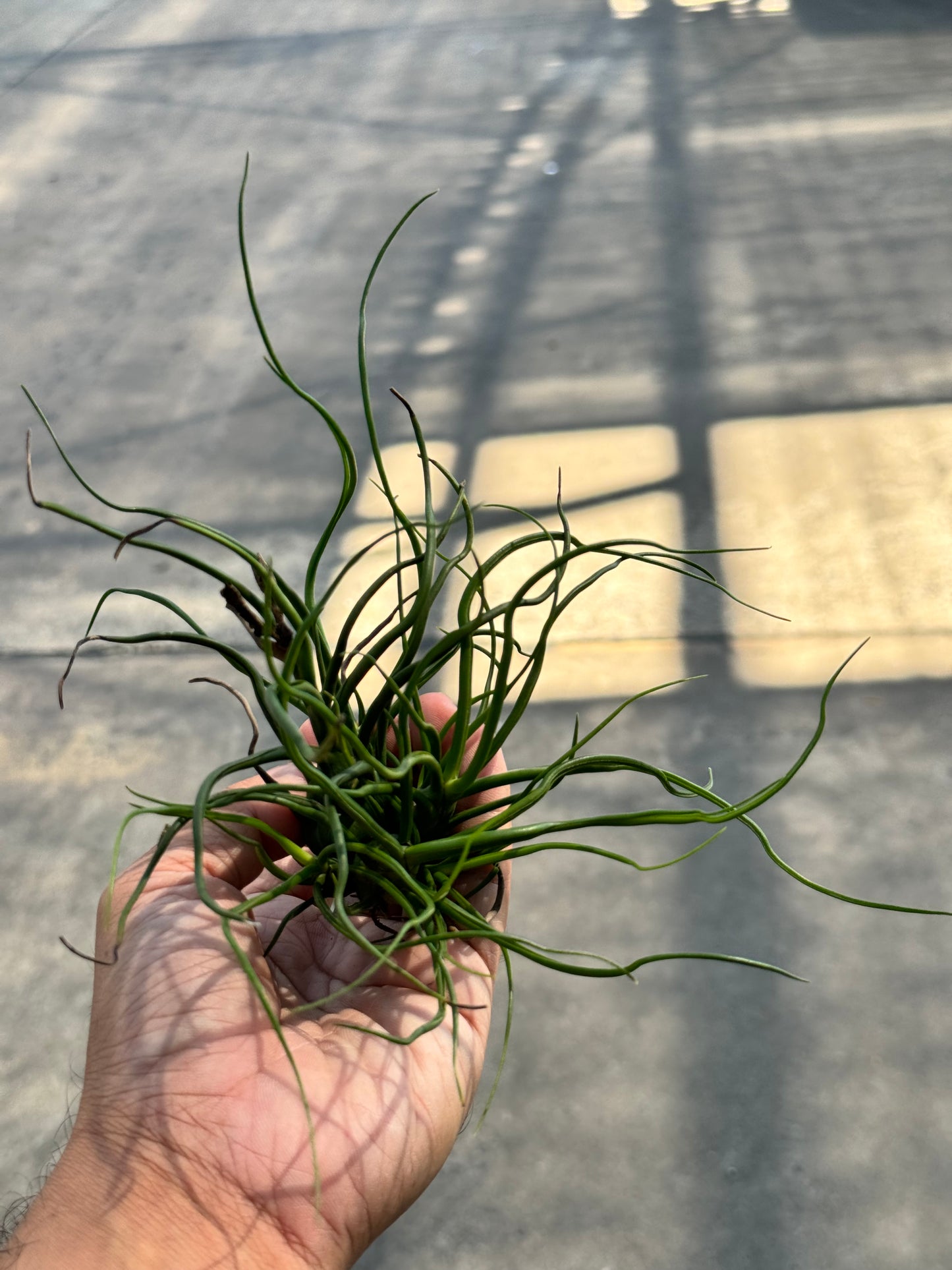 ทิลแลนด์เซีย บัลโบซ่า Tillandsia bulbosa