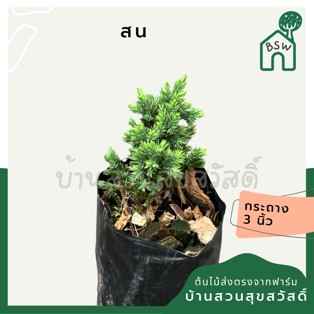 สนจูนิเปอร์แคระ ถุงดำ