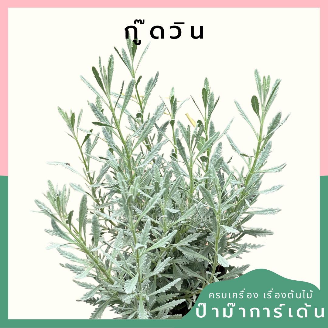 ลาเวนเดอร์ สายพันธุ์ กู๊ดวิน กระถาง 6-8 นิ้ว