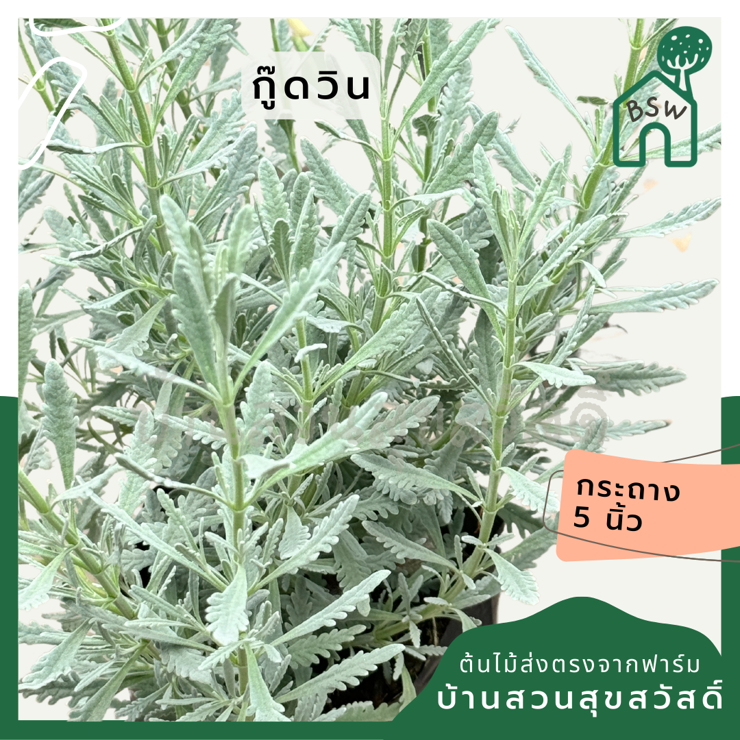 ลาเวนเดอร์ สายพันธุ์ กู๊ดวิน กระถาง 6-8 นิ้ว