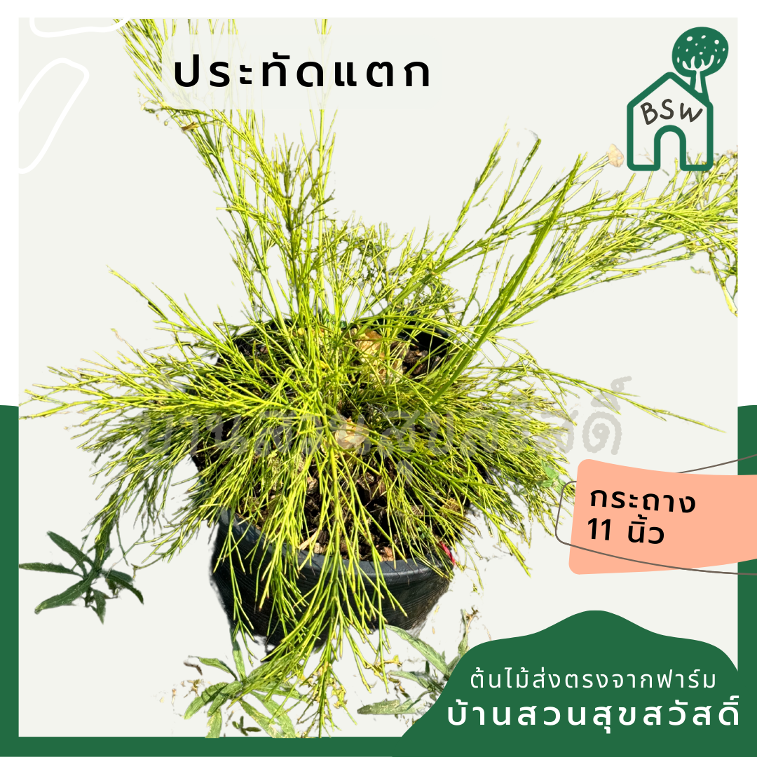 ประทัดแตก พร้อมกระถาง 11 นิ้ว คละสีดอก