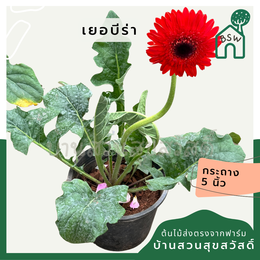 ต้นเยอบีร่า Gerbera คละสีนะคะ