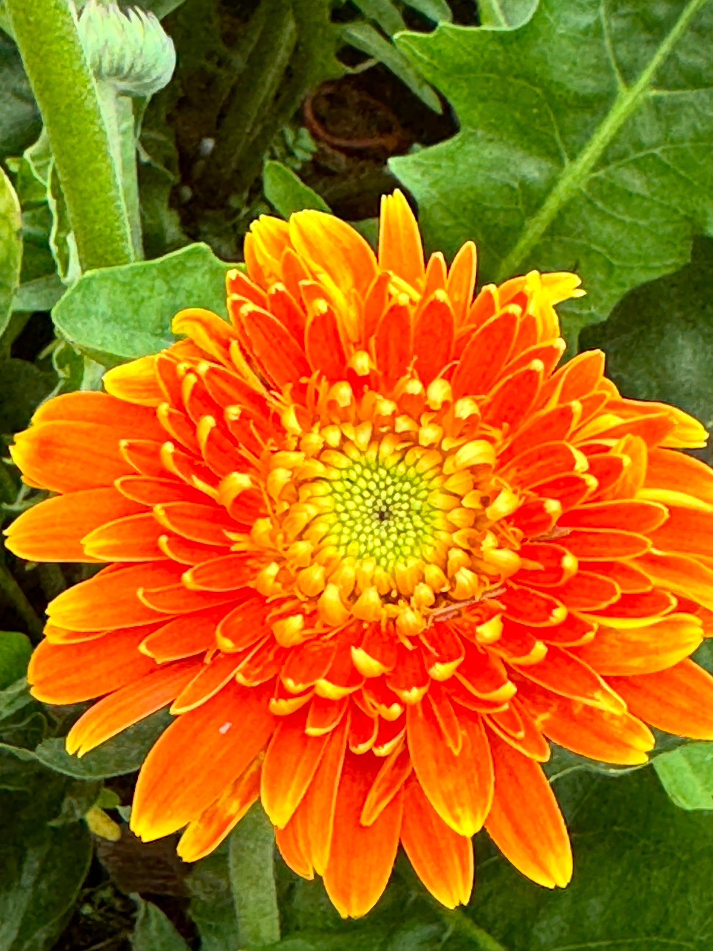 ต้นเยอบีร่า Gerbera คละสีนะคะ