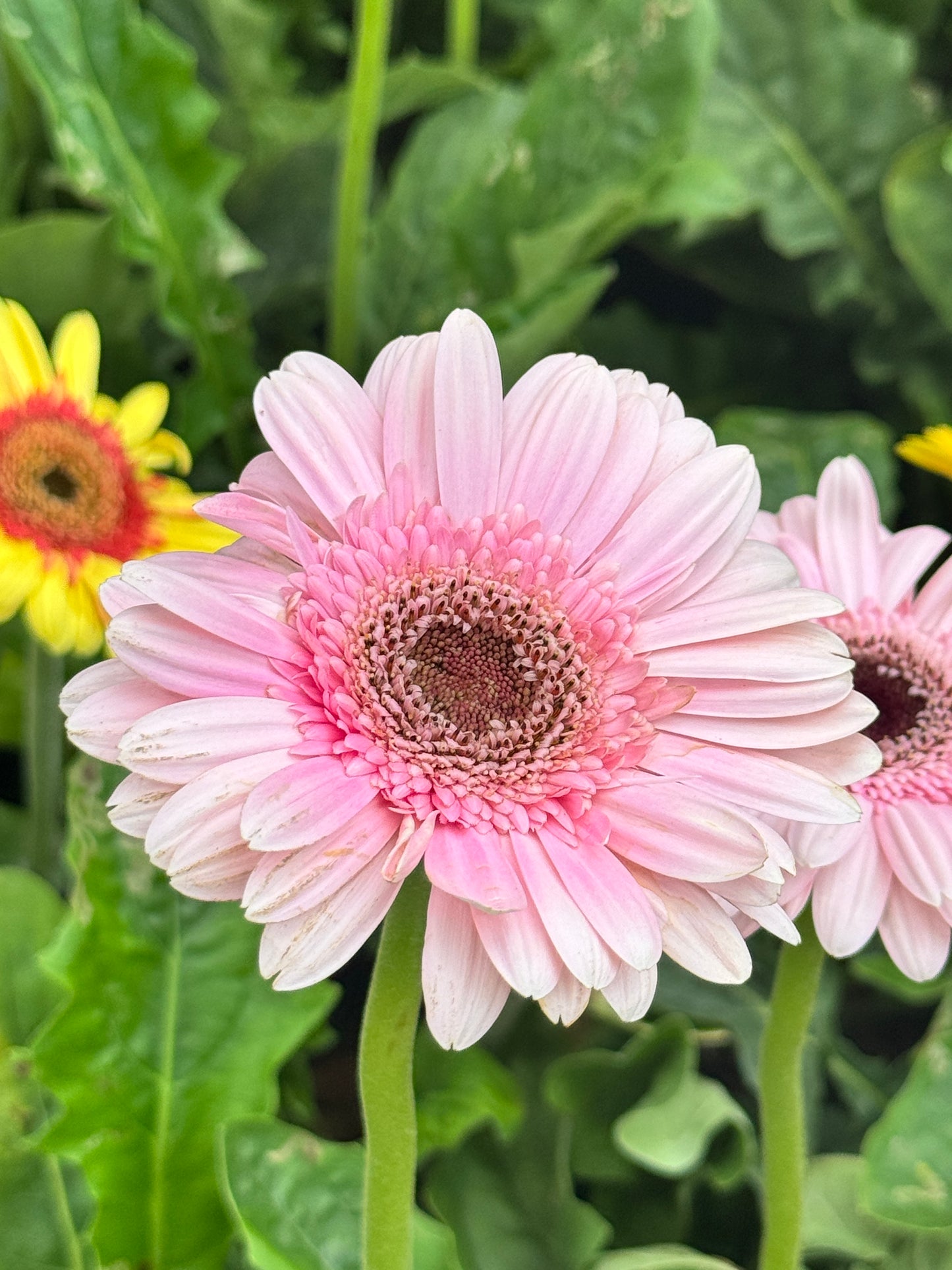 ต้นเยอบีร่า Gerbera คละสีนะคะ