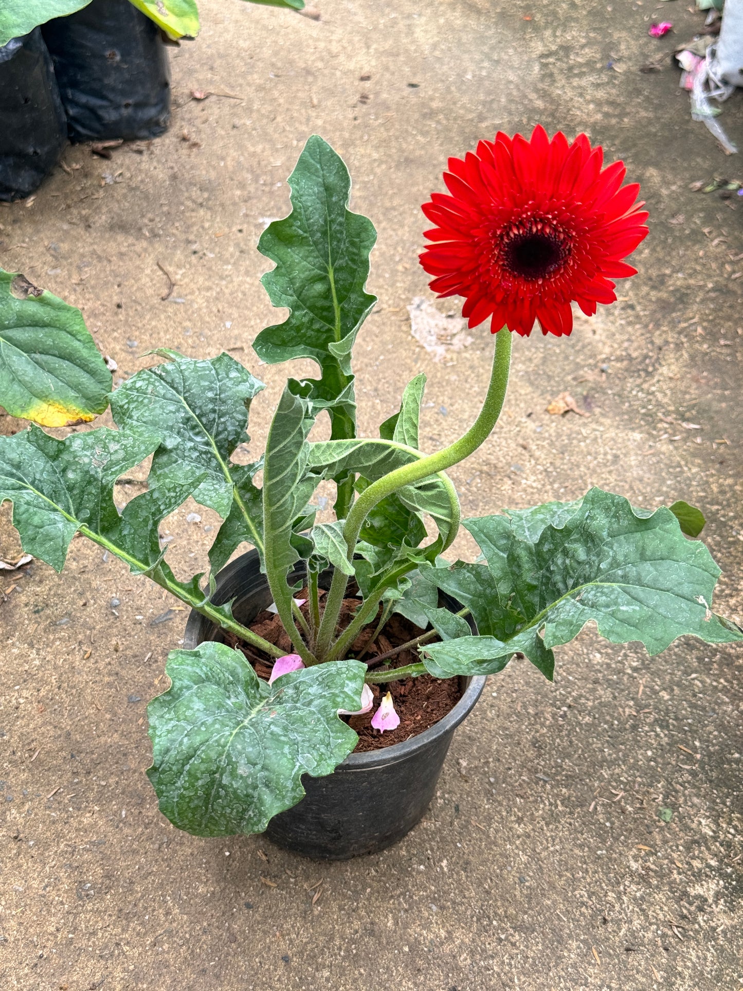 ต้นเยอบีร่า Gerbera คละสีนะคะ