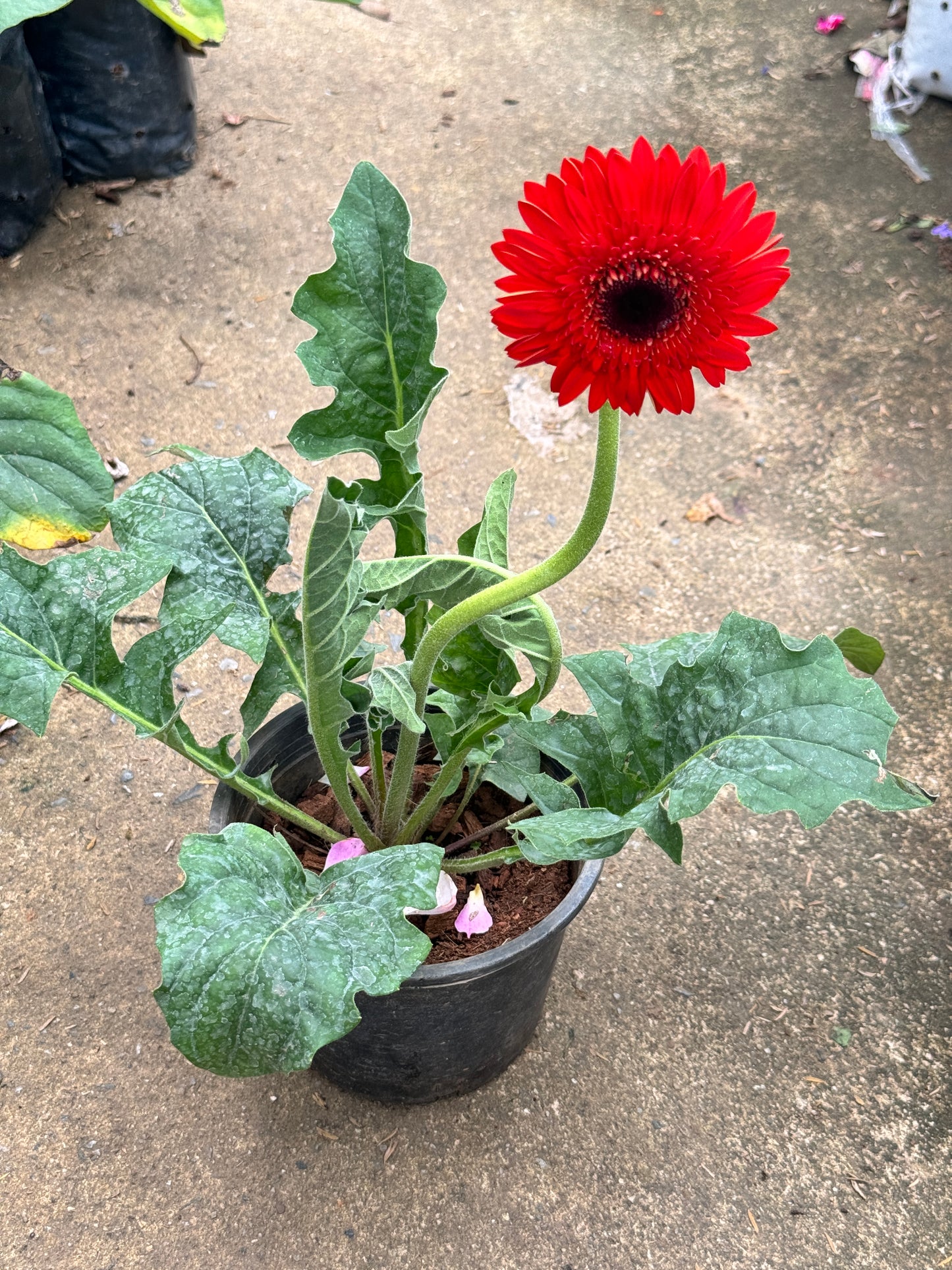 ต้นเยอบีร่า Gerbera คละสีนะคะ
