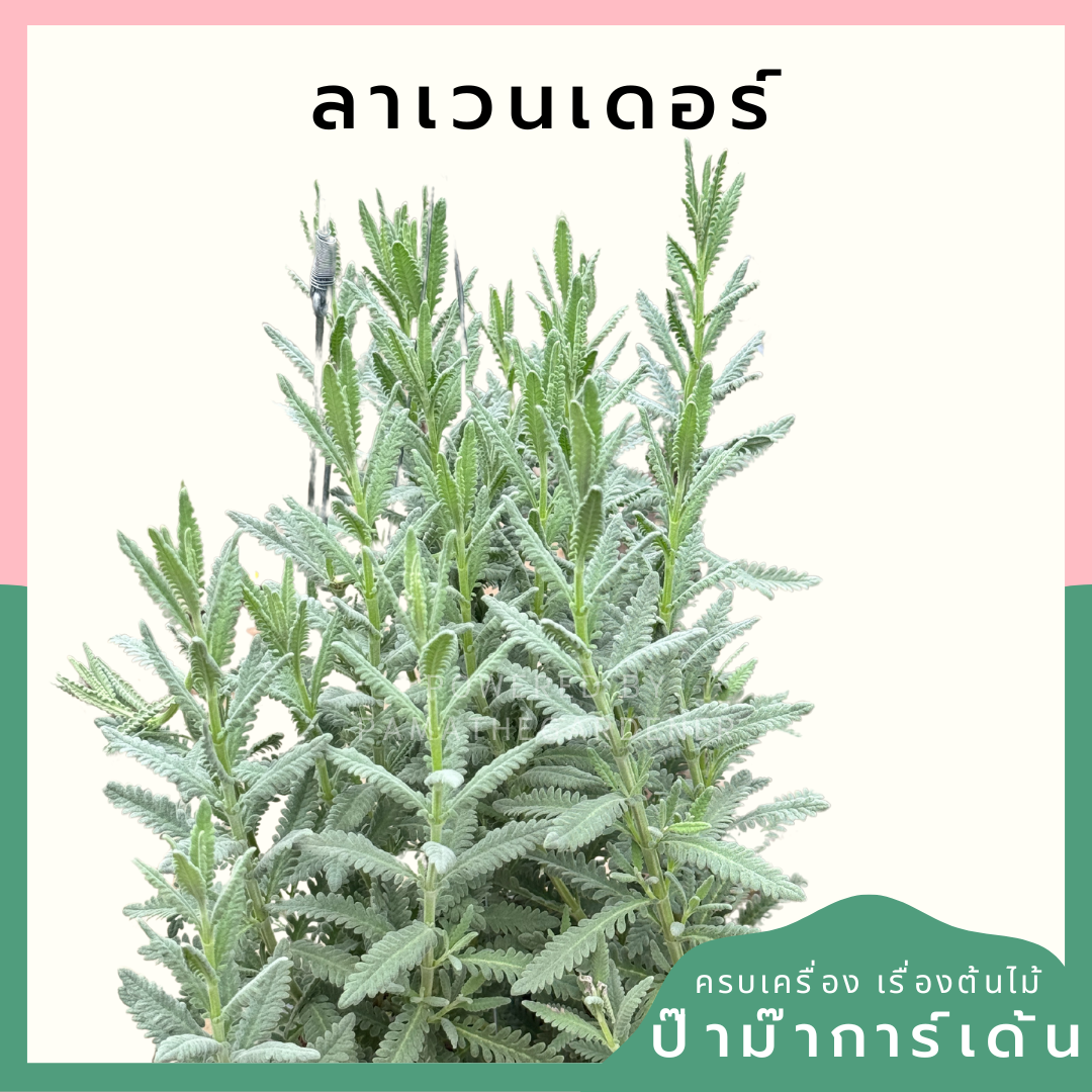 ต้นลาเวนเดอร์ ไฮบริด ส่งพร้อมกระถาง 8 นิ้ว หรือถุงดำ