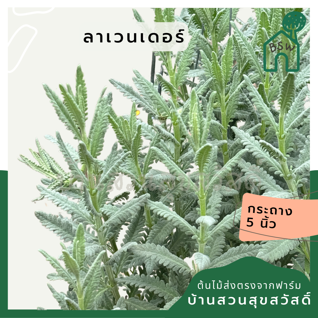 ต้นลาเวนเดอร์ ไฮบริด ส่งพร้อมกระถาง 8 นิ้ว หรือถุงดำ