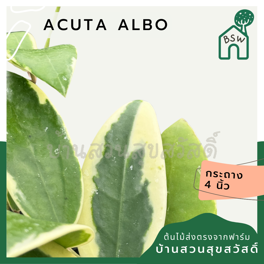 โฮย่า อคูต้า Hoya acuta albo พร้อมกระถาง 4 นิ้ว