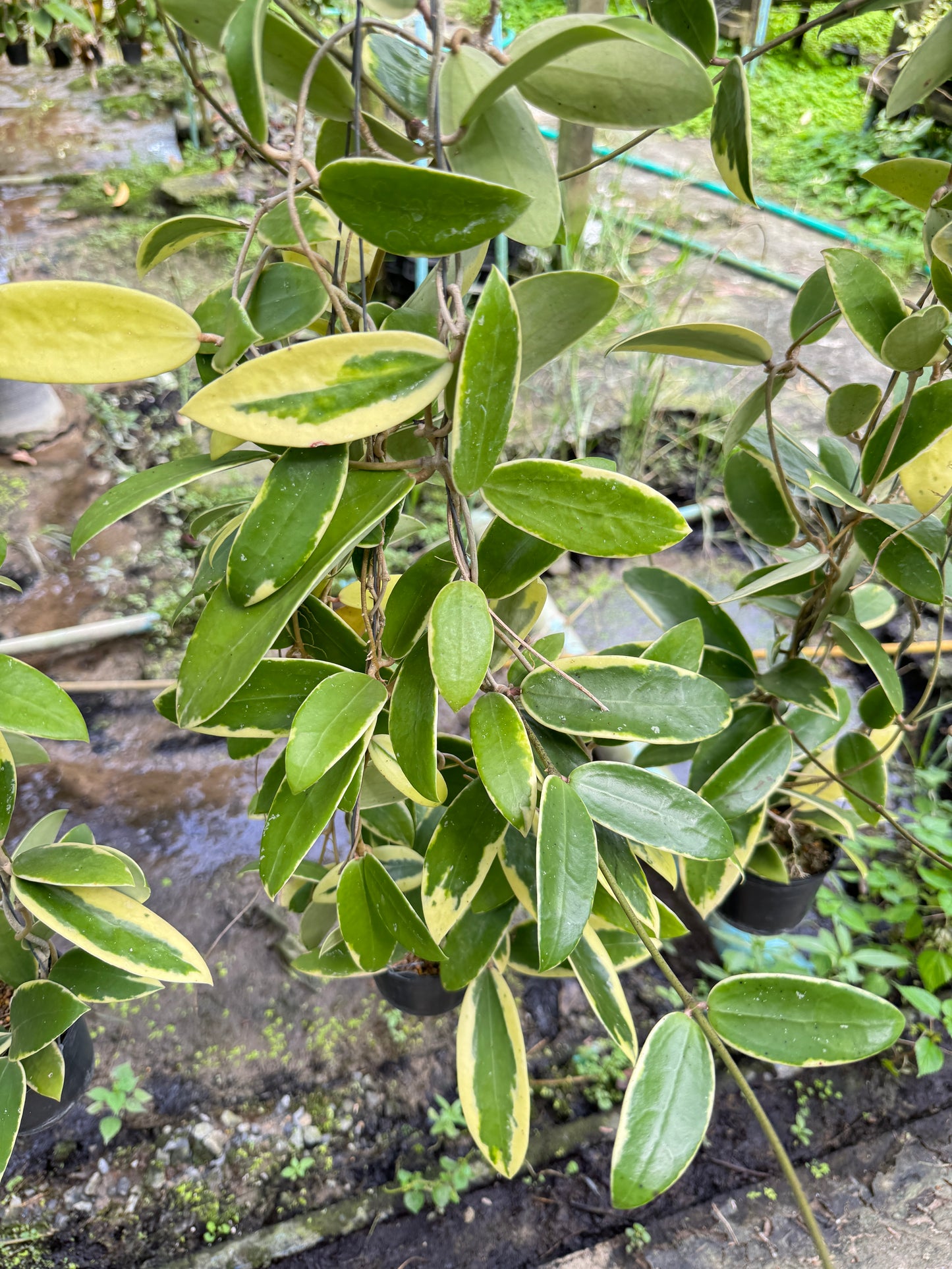 โฮย่า อคูต้า Hoya acuta albo พร้อมกระถาง 4 นิ้ว