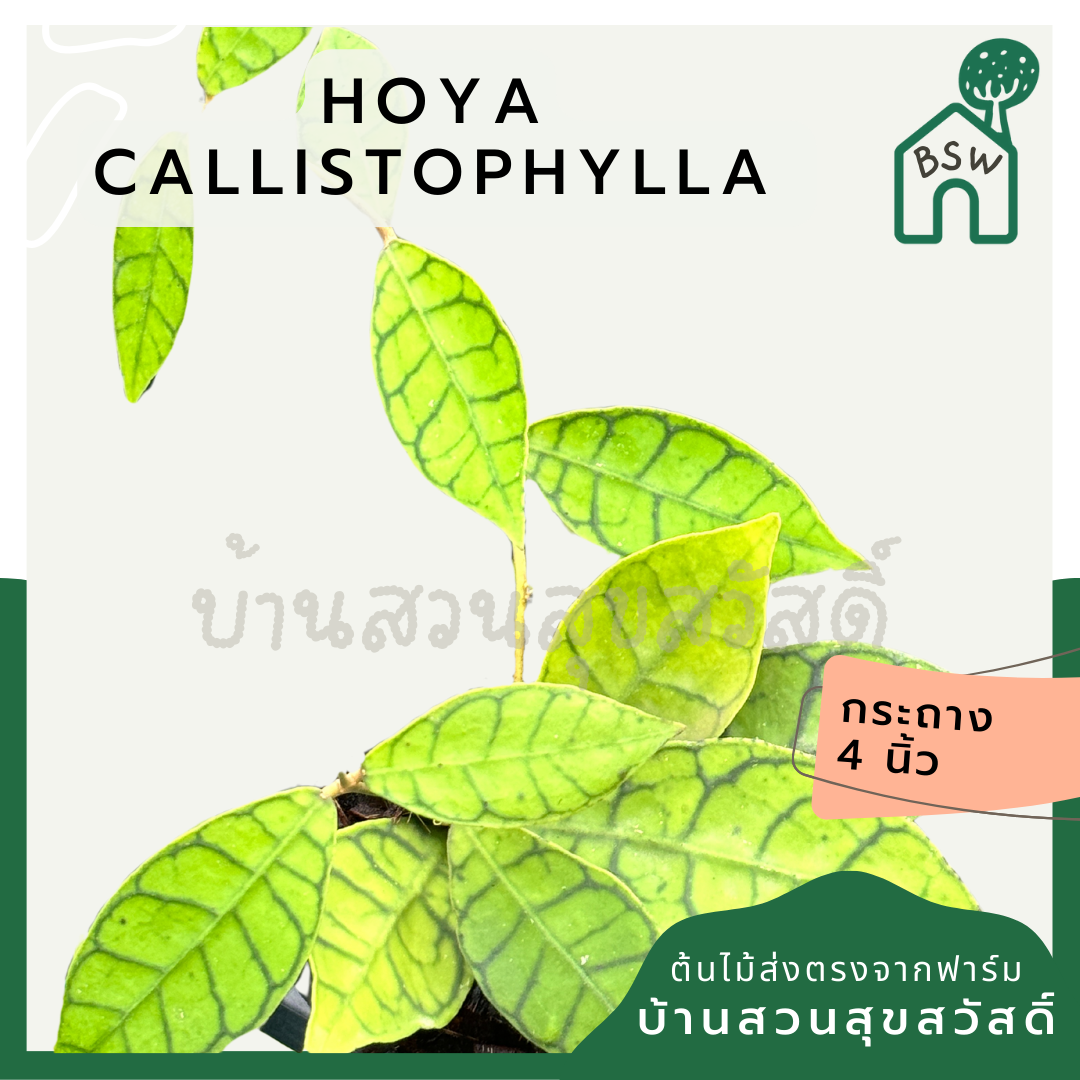 โฮย่า คาลิโตฟิล่า Hoya callistophylla พร้อมกระถาง 4 นิ้ว
