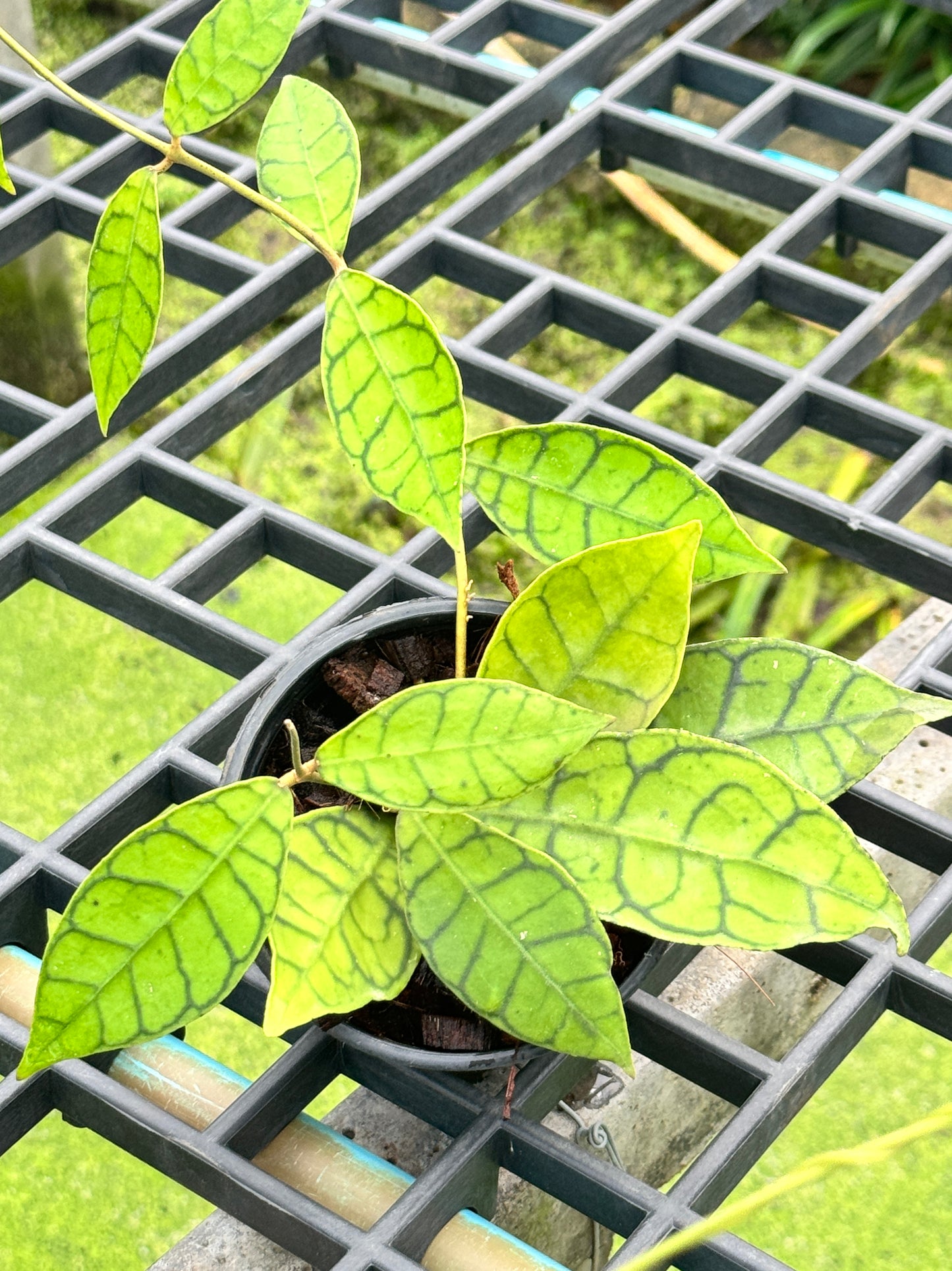 โฮย่า คาลิโตฟิล่า Hoya callistophylla พร้อมกระถาง 4 นิ้ว