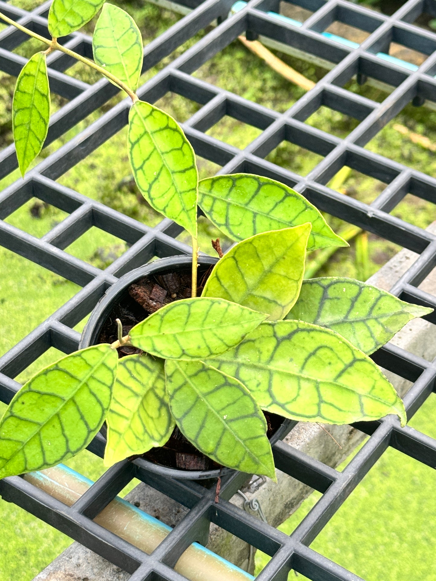 โฮย่า คาลิโตฟิล่า Hoya callistophylla พร้อมกระถาง 4 นิ้ว