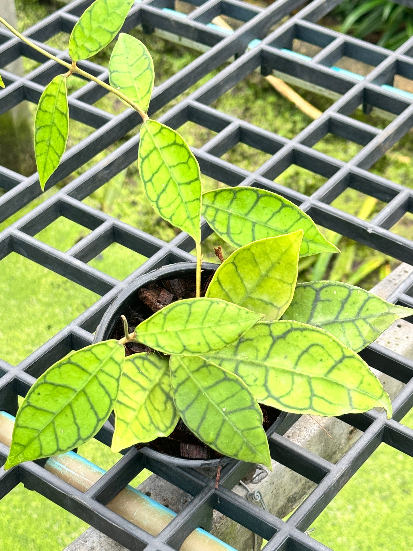 โฮย่า คาลิโตฟิล่า Hoya callistophylla พร้อมกระถาง 4 นิ้ว