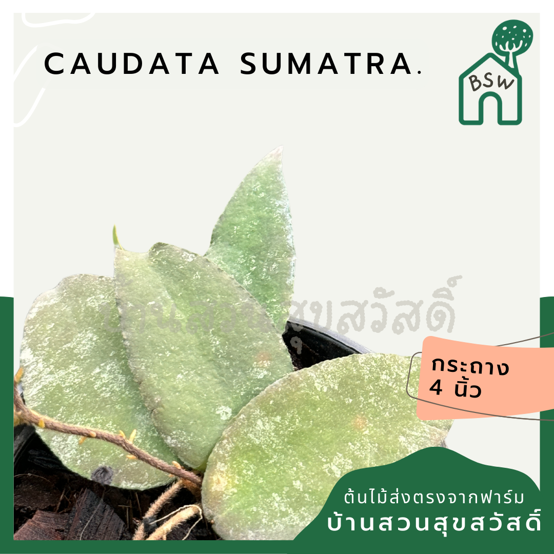 Hoya Caudata Sumatra red leaves โฮย่าสุมาตรา พร้อมกระถาง 4 นิ้ว