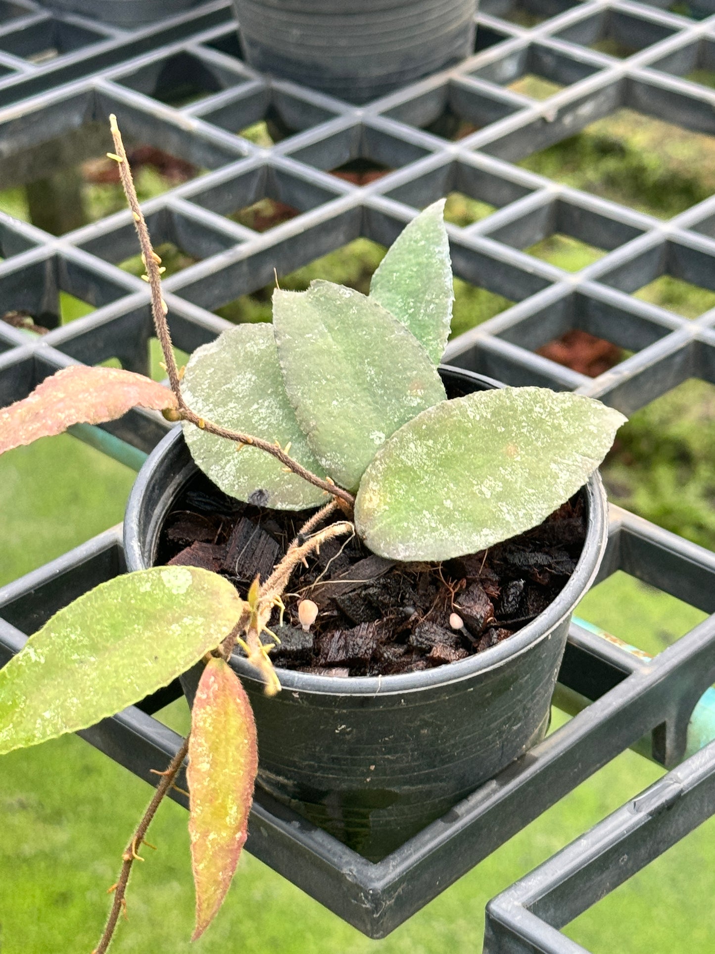 Hoya Caudata Sumatra red leaves โฮย่าสุมาตรา พร้อมกระถาง 4 นิ้ว
