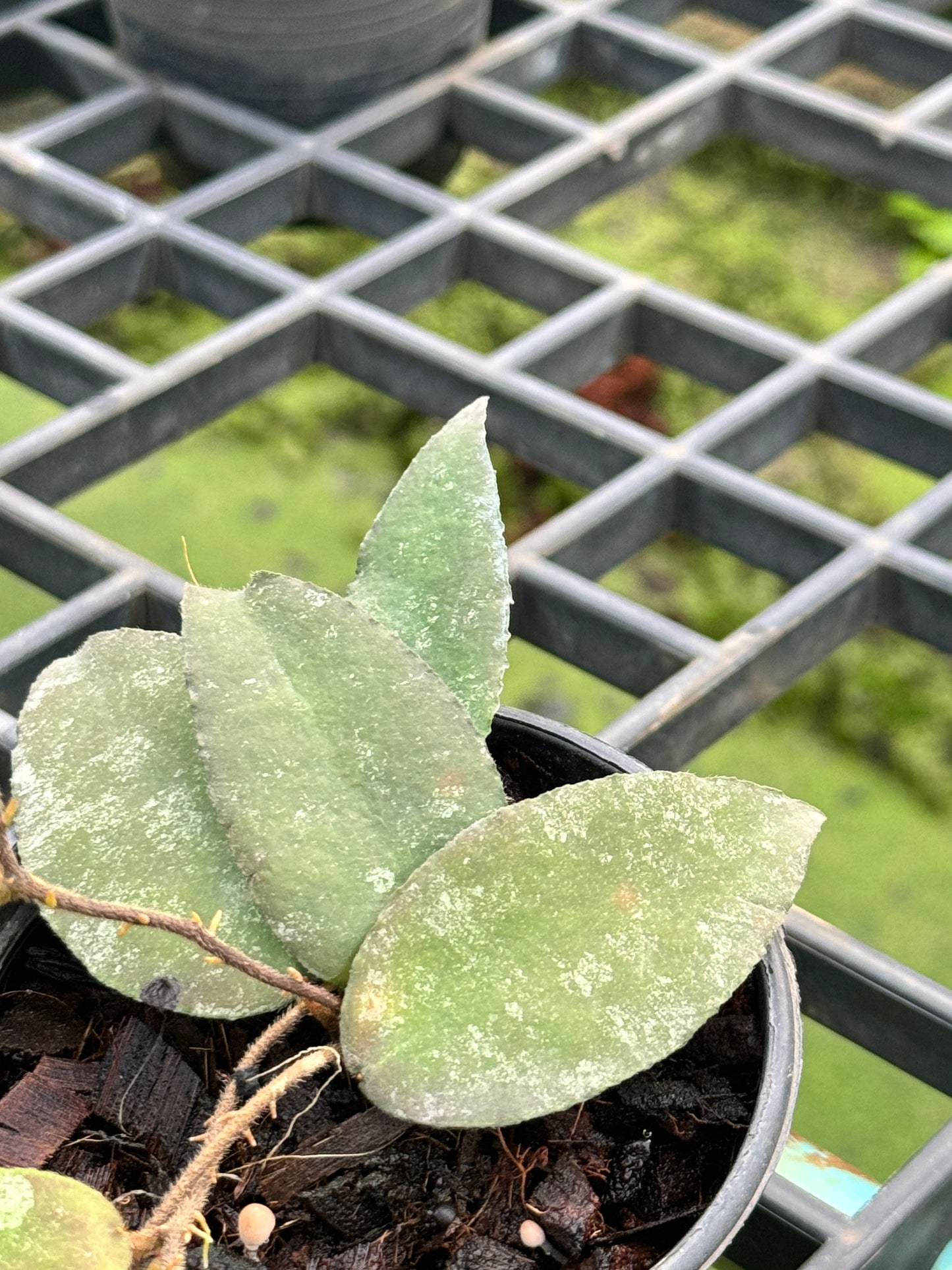 Hoya Caudata Sumatra red leaves โฮย่าสุมาตรา พร้อมกระถาง 4 นิ้ว